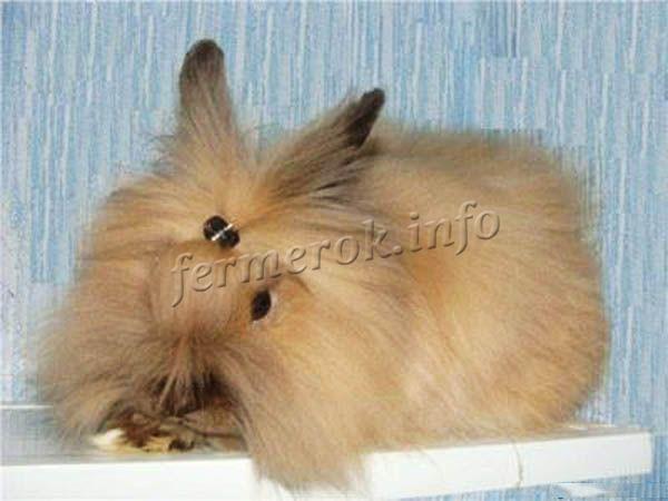 Фото ангорского кролика карликовой породы