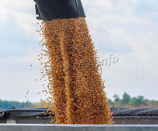 Погрузка урожая кормовой кукурузы из комбайна
