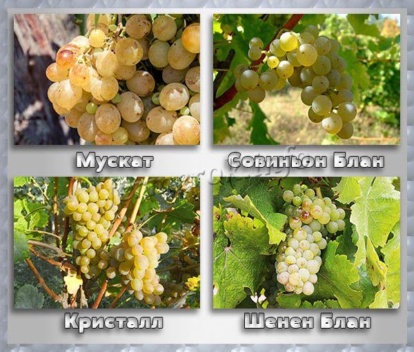 Лучшие технические сорта винограда: посадка и уход