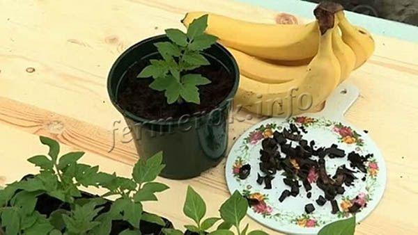 Как поливать цветы банановым настоем