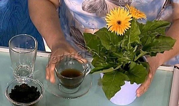 Как поливать цветы чаем