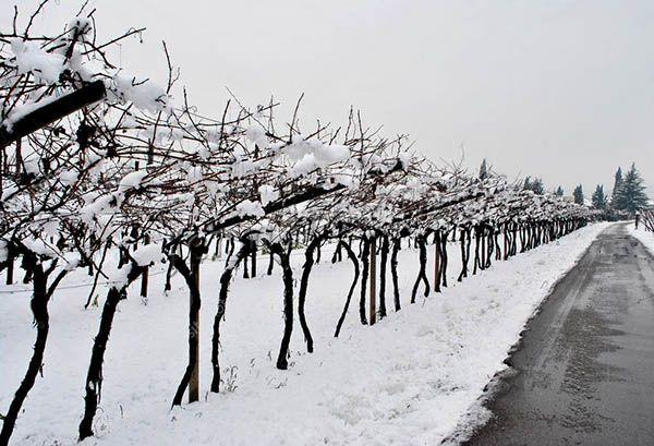 На зиму виноград сорта Пино Нуар укрывается только в зонах с холодными зимами