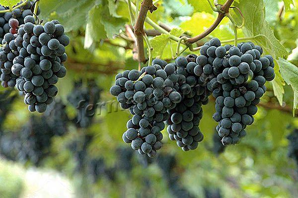 Урожайность невысокая – 50-60 ц-га, но этот виноград все же высоко ценится