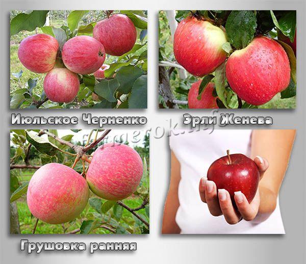 Лучшие летние сорта яблоня: посадка и уход