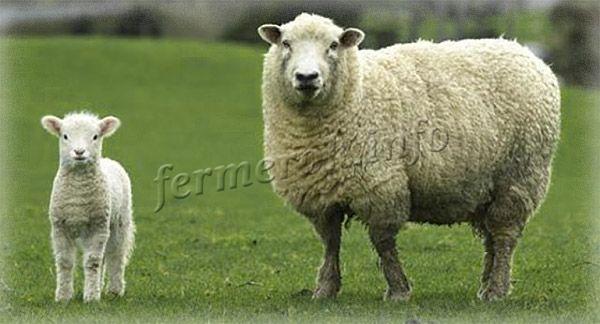 Фото Горьковской породы овец