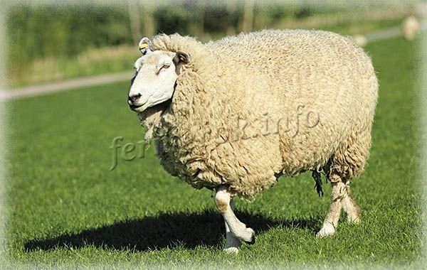 Фото Куйбышевской породы овец