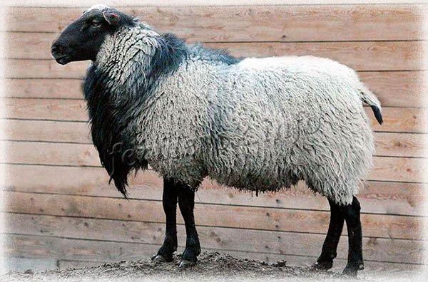 Фото Романовской породы овец