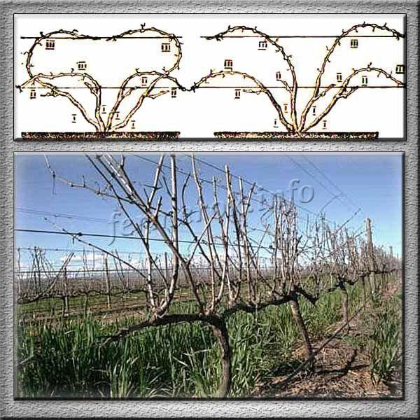 Фото сухой веерной подвязки куста винограда