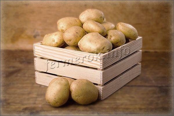 Сорт картофеля Коломбо