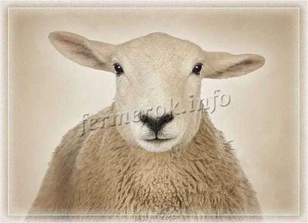 Мясные породы овец