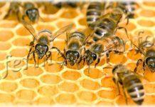 Пчелиная семья