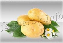 Сорт картофеля Зекура