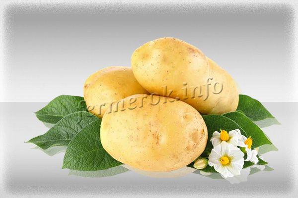 Сорт картофеля Зекура