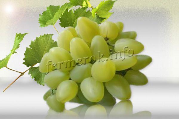 Сорт винограда Бажена