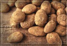 Сорт картофеля Киви