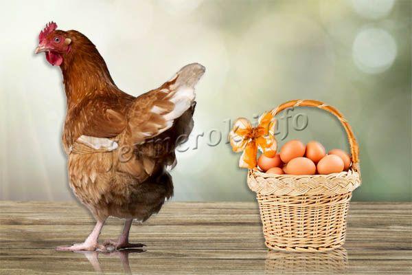 Куры несут мелкие яйца, что делать?