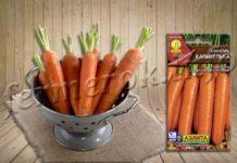 Сорт моркови Карамелька