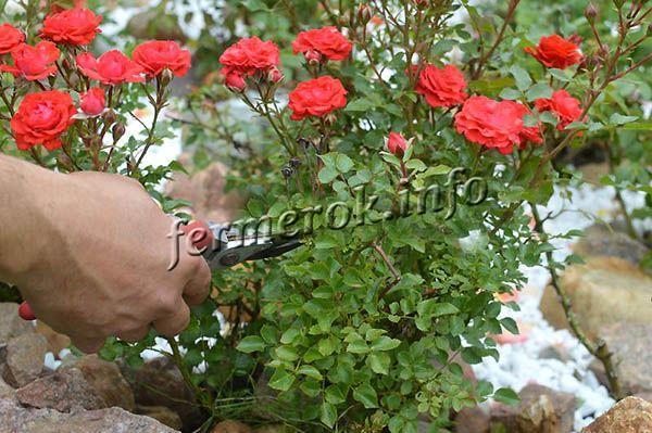 Как правильно обрезать парковую и домашнюю розу
