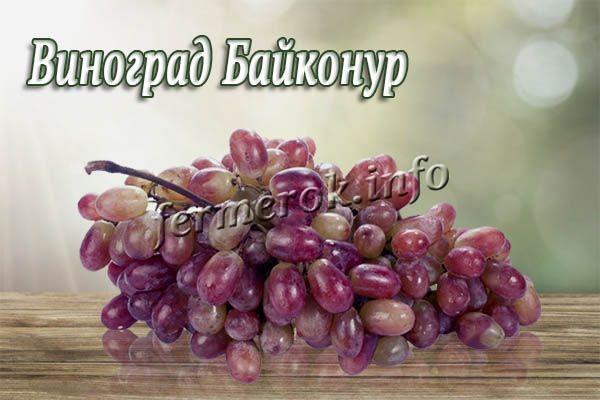 Виноград сорта Байконур