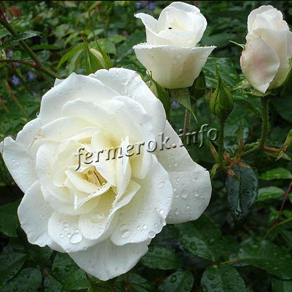 Фото чайно-гибридной белой розы сорта Вирго (Virgo)
