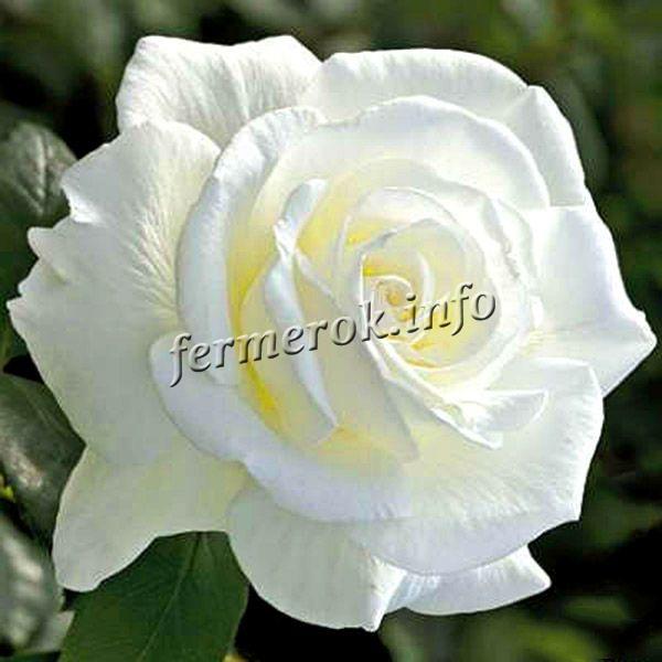 Фото чайно-гибридной белой розы сорта Вайт Кристмас (White Christmas)