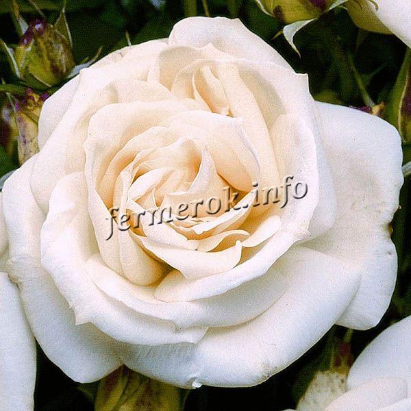Фото розы флорибунда сорта Ла-палома