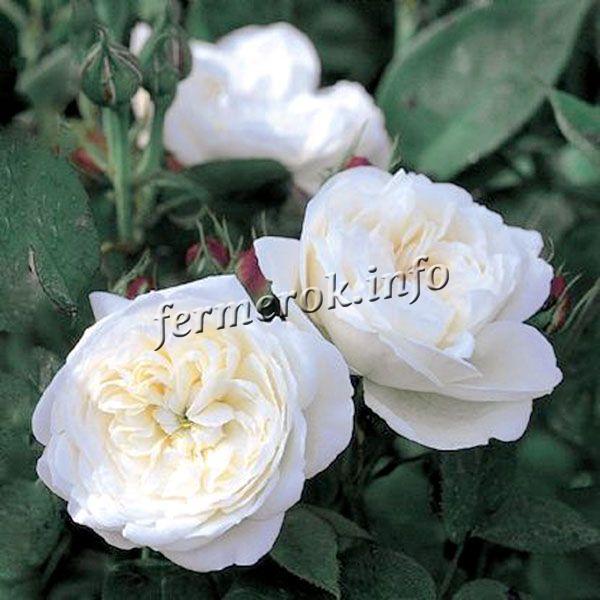 Фото почвопокровной белой розы сорта Справедливая Бианка