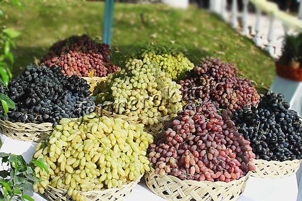 Сбор гроздей созревшего винограда проводят в сухую ясную погоду
