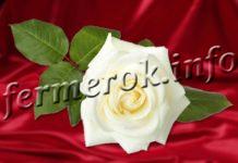Сорта белых роз