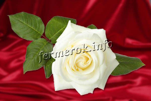 Сорта белых роз