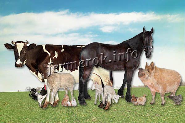 Основные отрасли животноводства