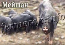 Свиньи породы Мейшан