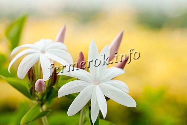 Фото многоцветкового Жасмина (Jasminum polyanthum)