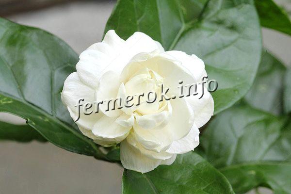 Фото цветка арабского Жасмина самбак (Jasminum sambac)