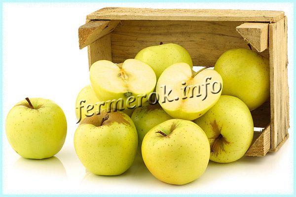 При профессиональном хранении, яблоки могут храниться вплоть до весны