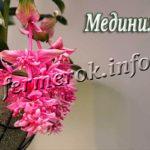 Цветок Мединилла