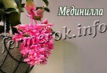 Цветок Мединилла