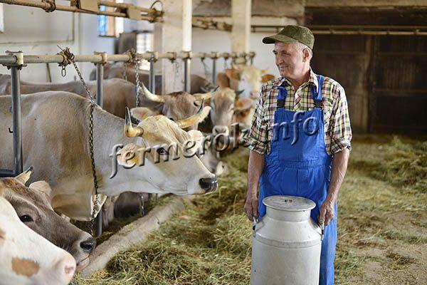 Молочное направление скотоводства предполагает разведение коров, которые дают молоко