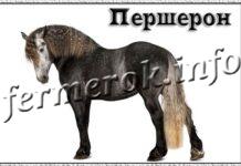 Порода лошадей Першерон