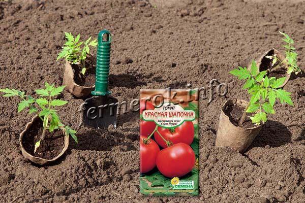 Выращивать томат Красная Шапочка проще всего рассадным методом