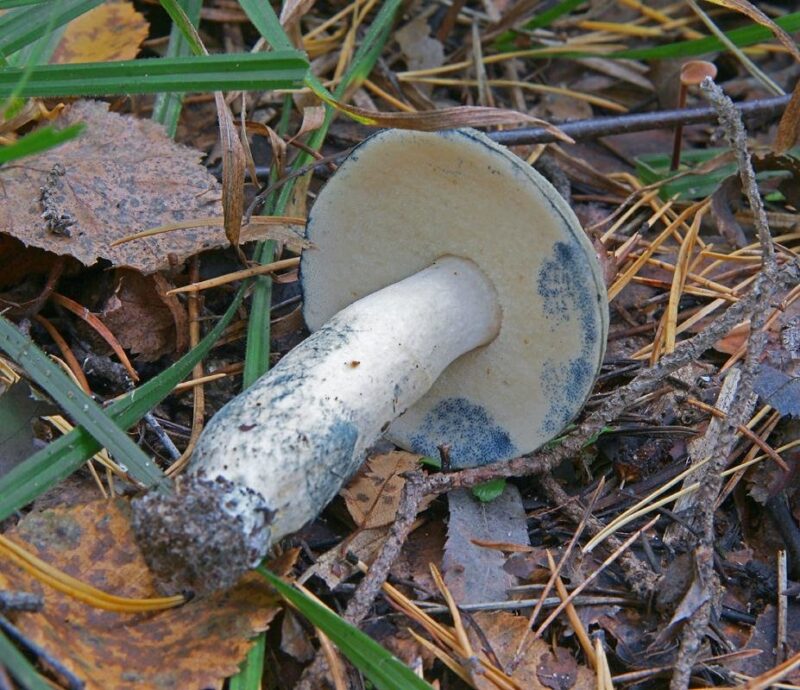 Какие съедобные грибы можно собирать в Подмосковье