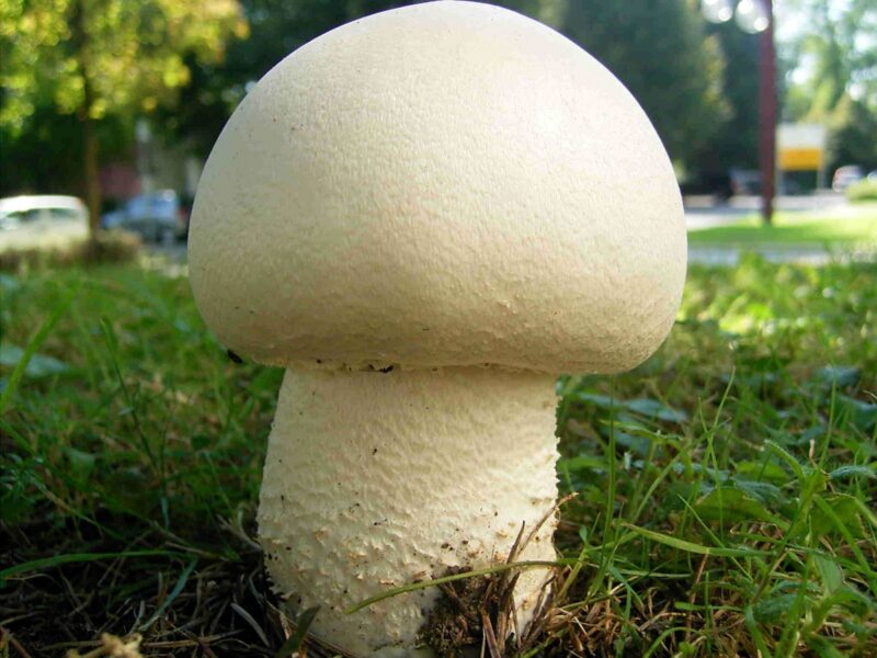 Какие съедобные грибы можно собирать в Подмосковье