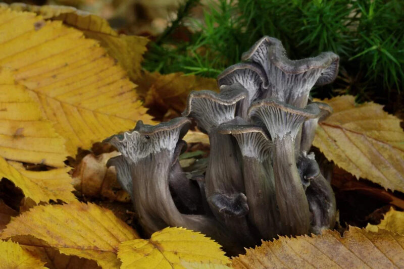 Описание грибов Лисички: как выглядит, на что похожи по цвету, где растут