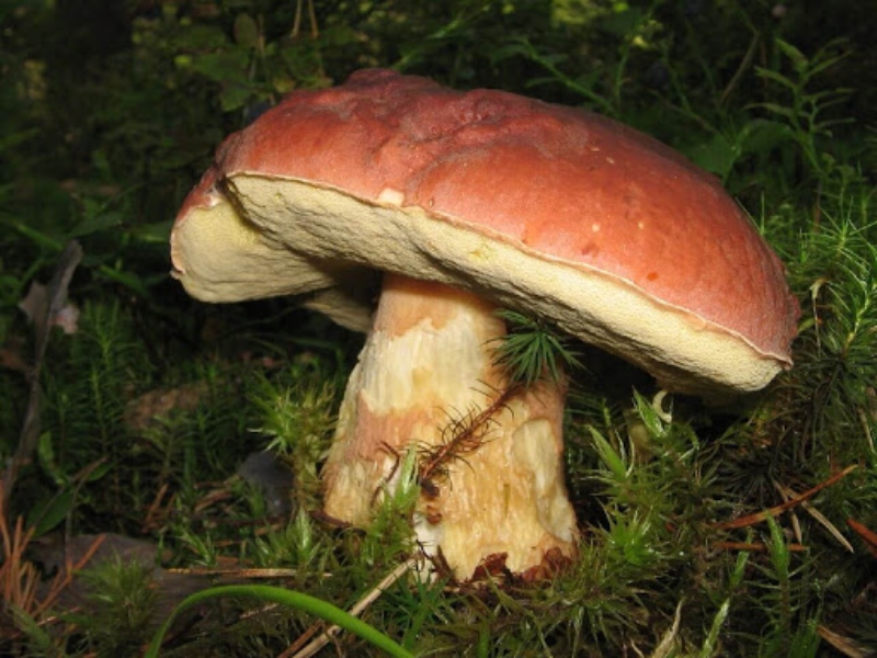 Разновидности белых грибов с фото и названиями