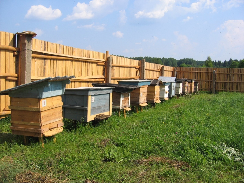 Правила и нормативы по содержанию пчел на приусадебном участке