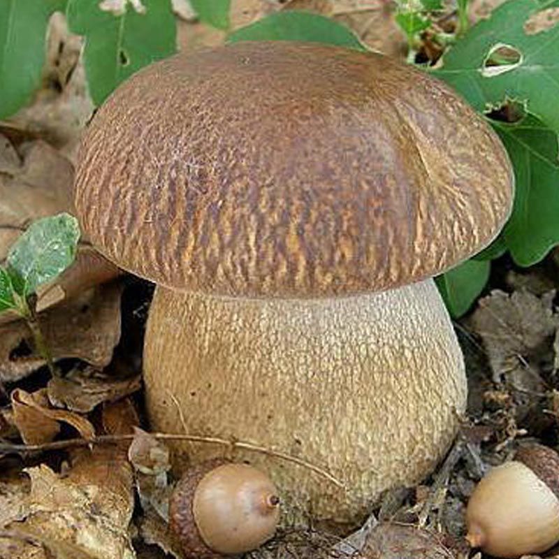 Разновидности белых грибов с фото и названиями