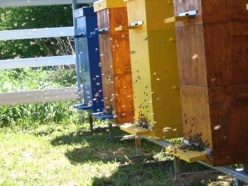 Правила и нормативы по содержанию пчел на приусадебном участке