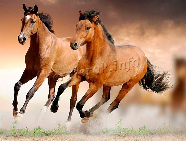 Ахалтекинская лошадь двигается грациозно, шаг, аллюр, галоп высокий, текучий и плавный
