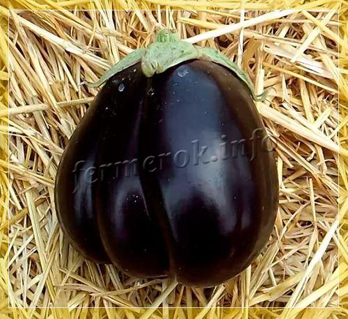 Баклажан Черный красавец: описание сорта, выращивание и уход