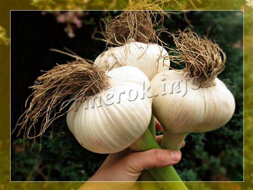 Рассада Посадка Уход - YouTube | Garlic, Gladiolus